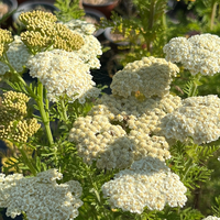 Achillea nobilis